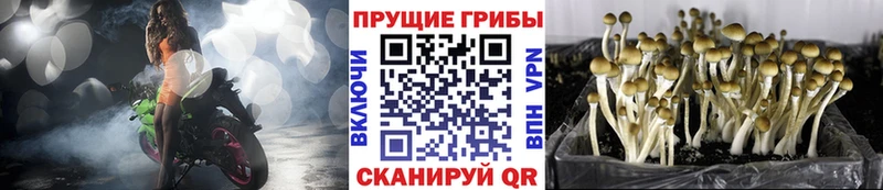 Купить где  Чапаевск  Галлюциногенные грибы ЛСД 